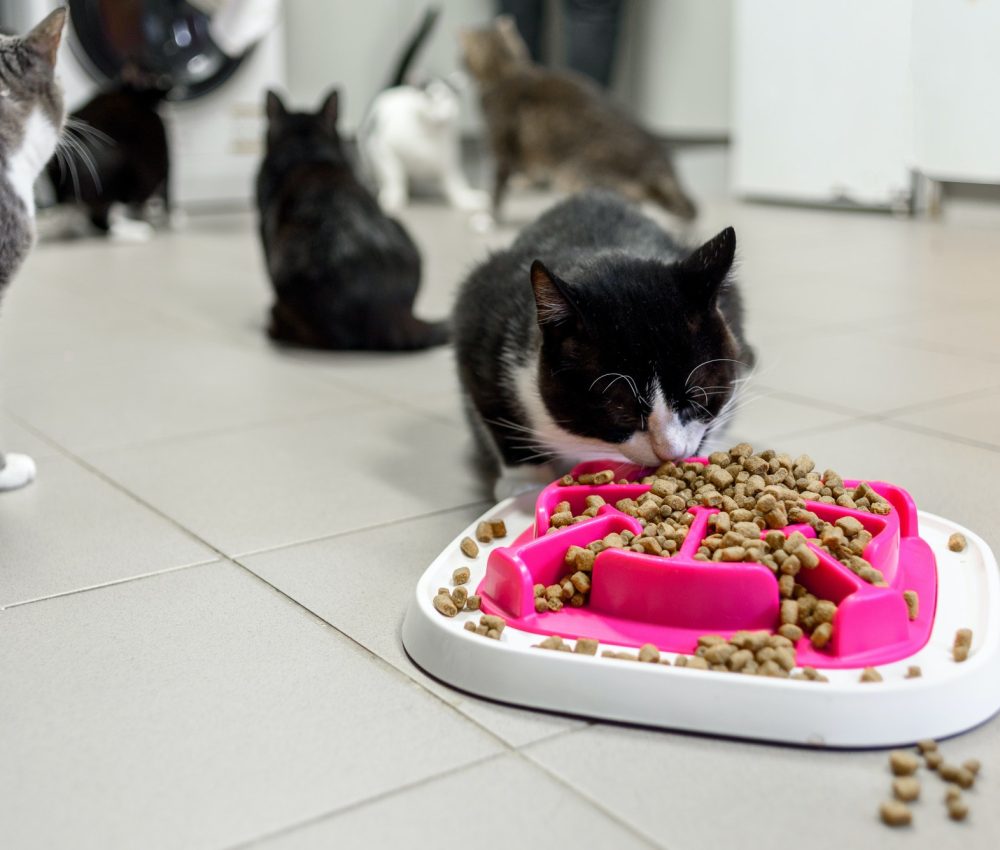 cat-eating-dry-food-in-animal-shelter.jpg
