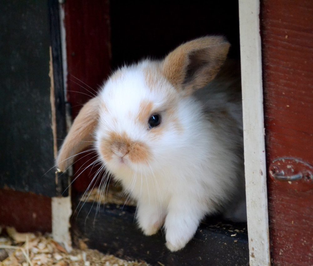 cute-rabbit.jpg