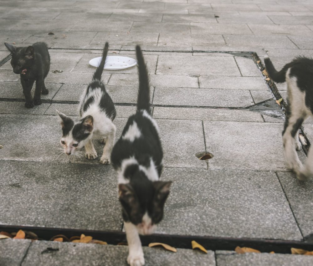 group-of-cute-street-cats-and-kittens.jpg